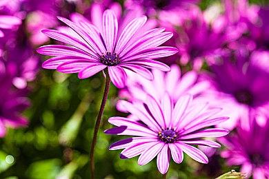 《公司:排序过程》明年2月推出 新预告发布